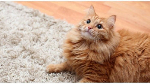 Tips Karpet Bagi Pemilik Hewan Peliharaan