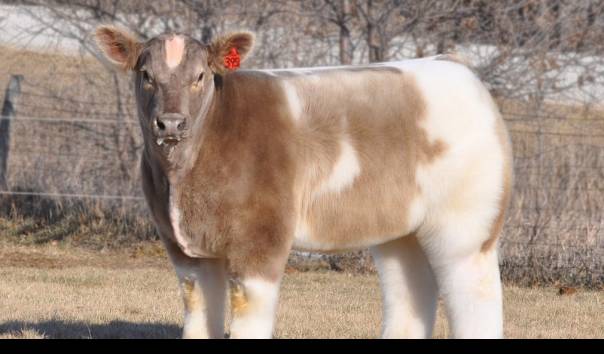 bulu sapi artikel Karpet bulu hewan