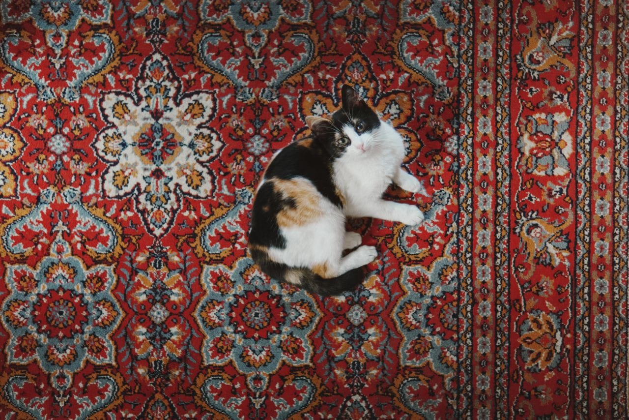 pexels-abdullahoguk-35746326